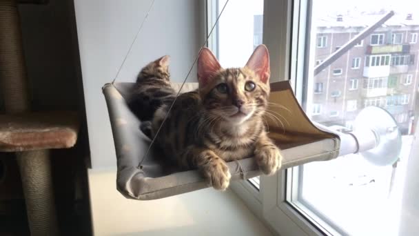 Mignon petit chaton bengale chat étendu sur l 'chats fenêtre lit regarder sur l' chambre . — Video