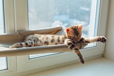 Kediciğin penceresinde yatıp odayı izleyen sevimli Bengal kedisi. Penceredeki kedi için güneşli koltuk.