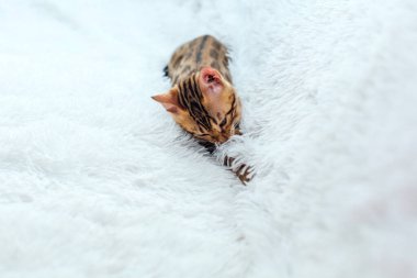 Beyaz arka planda yatan ve oynayan küçük Bengal kedisi. Boşluğu kopyala.