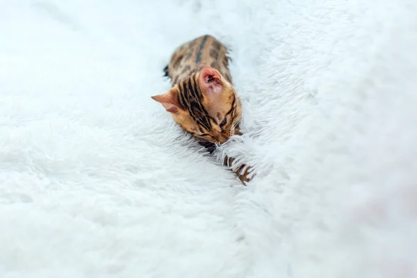 Pequeno Gatinho Bengala Deitado Brincando Fundo Branco Espaço Cópia — Fotografia de Stock
