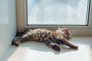 Tatlı kömür bengal kedisi pencere eşiğinde uzanıyor ve esniyor..