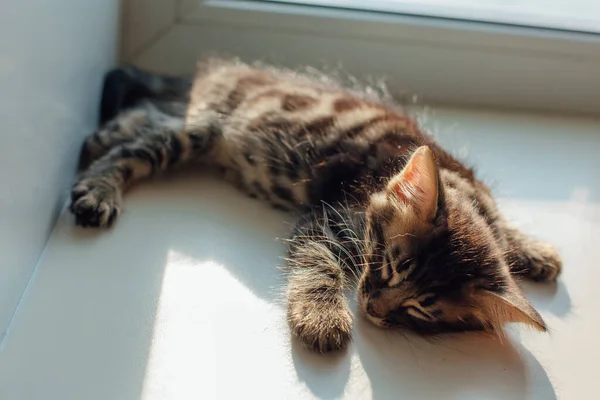 Lindo Carbón Vegetal Bengala Gatito Gato Tendido Alféizar Ventana Durmiendo —  Fotos de Stock