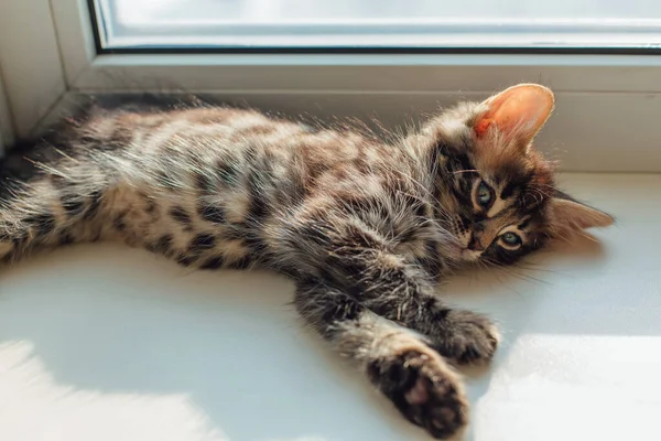 Cute Carvão Bengala Gatinho Que Coloca Peitoril Janela Relaxante — Fotografia de Stock