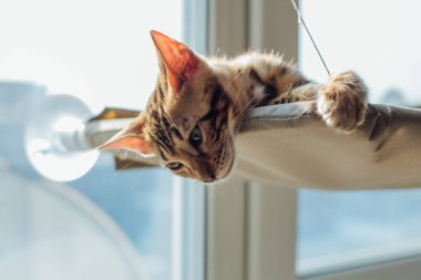Kediciğin penceresinde yatıp odayı izleyen sevimli Bengal kedisi. Penceredeki kedi için güneşli koltuk.