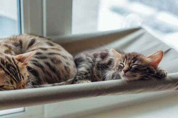 Drăguț Cărbune Pisică Bengal Stabilind Patul Ferestrei Pisicii Dormind Scaun — Fotografie, imagine de stoc