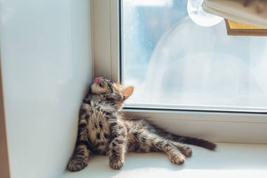 Tatlı kömür bengal kedisi pencere eşiğinde uzanıyor ve esniyor..