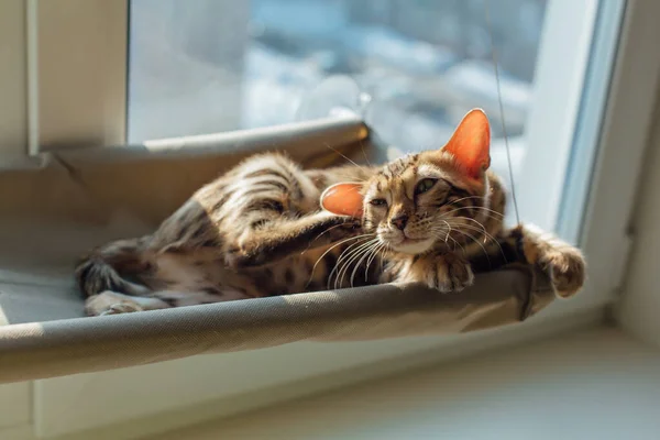 Cute little bengal kitty cat laying and scratching ear with leg on the cat\'s window bed watching on the room. Sunny seat for cat on the window.