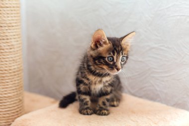 Bir kedinin evindeki yumuşak bir kedinin rafında oturan küçük sevimli kömür bengal kedi yavrusu..