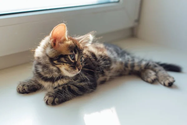 Cute Carvão Bengala Gatinho Que Coloca Peitoril Janela Relaxante — Fotografia de Stock