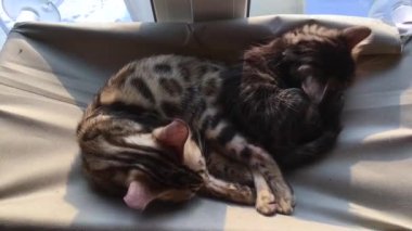 Sevimli küçük bengal kedicik kedicik kedilerin penceresinde yatıp kendini yalıyor..