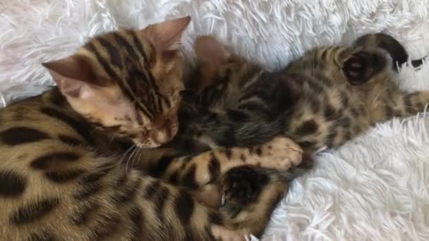 Nette kleine Bengal-Katze auf weißem Hintergrund liegend und sich selbst leckend. — Stockvideo