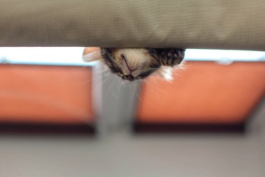 Sevimli küçük bengal kedisi kediciğin pencerenin kenarına uzanıp izliyor. Penceredeki kedi için güneşli koltuk. Boşluğu kopyala.