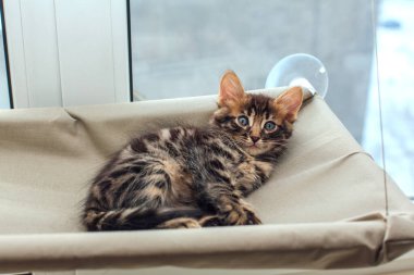 Tatlı kömür bengal kedisi kedi. Pencere yatağında uzanıp odayı izliyor. Penceredeki kedi için güneşli koltuk.