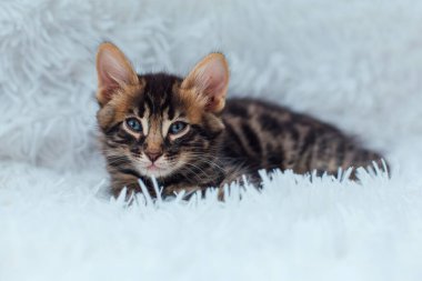 Beyaz arka planda yatan küçük kömür bükücü kedicik. Boşluğu kopyala.