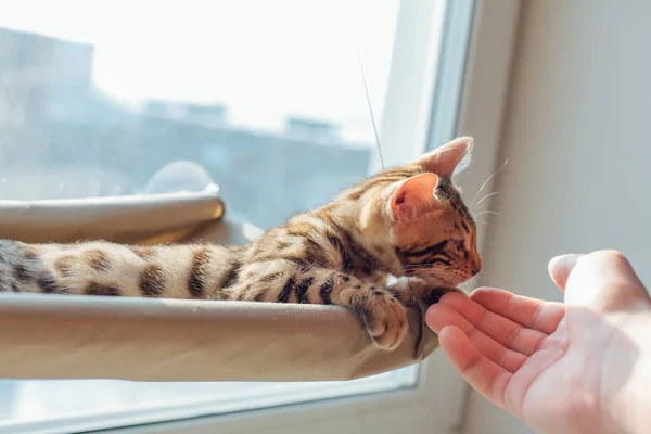 Drăguţă Pisicuţă Bengală Care Stă Patul Fereastră Pisicii Mirosind Mâna — Fotografie, imagine de stoc