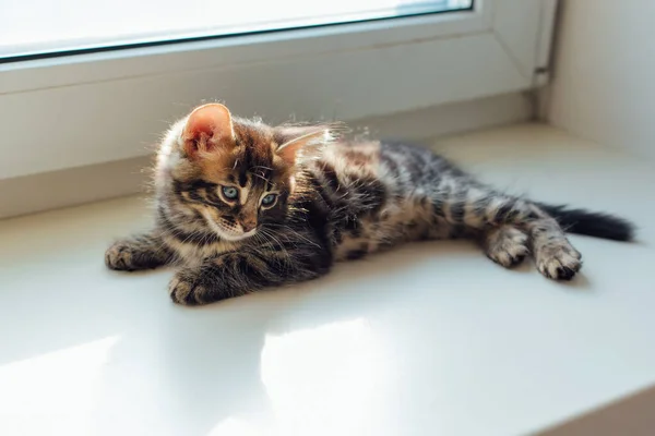 Tatlı Kömür Bengal Kedisi Pencere Eşiğinde Uzanıyor Dinleniyor — Stok fotoğraf