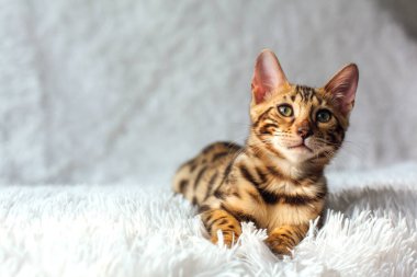 Beyaz arka planda yatan küçük Bengal kedisi. Boşluğu kopyala.