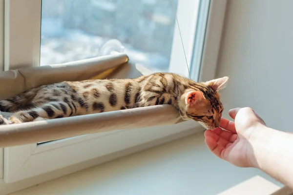 Cute little bengal kitty cat laying on the cat\'s window bed sniffing man\'s hand. Sunny seat for cat on the window. Copy space.