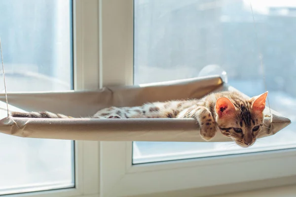 Niedliche Kleine Bengal Kätzchen Katze Liegend Auf Der Katze Fenster — Stockfoto