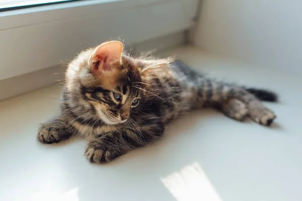 Cute Carvão Bengala Gatinho Que Coloca Peitoril Janela Relaxante — Fotografia de Stock