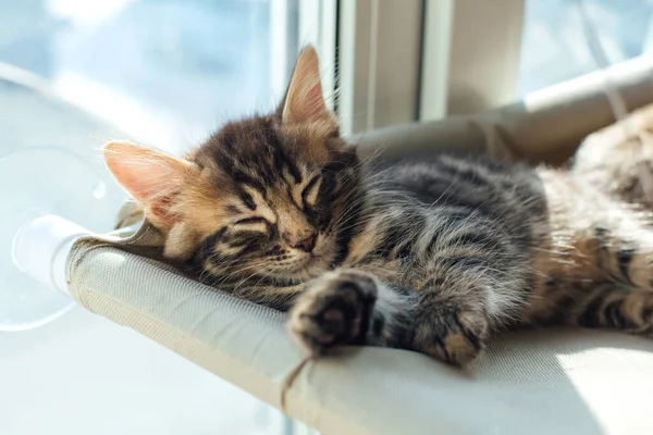 Tatlı Kömür Kömürü Kedi Yavrusu Kedi Yatağında Uzanıyor Uyuyor Penceredeki — Stok fotoğraf
