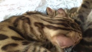 İki şirin Bengal kedisi beyaz arka planda uzanıp birbirlerini yalıyorlar..