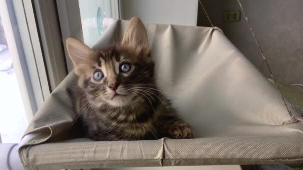 Lindo poco carboncillo bengala gatito gato tendido en el gatos ventana cama viendo en la habitación . — Vídeos de Stock