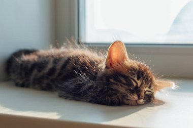 Tatlı kömür bengal kedisi pencere eşiğinde uzanıyor ve uyuyor.