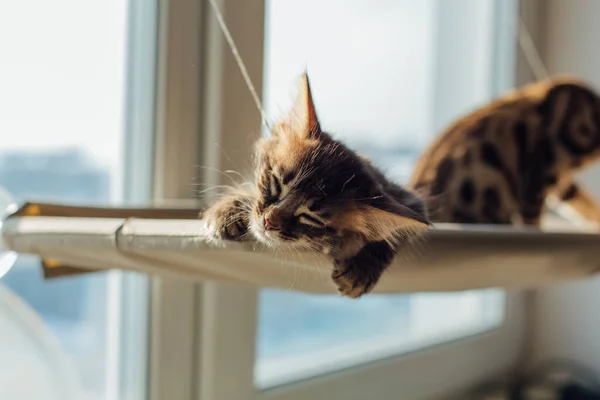 Drăguț Cărbune Pisică Bengal Stabilind Patul Ferestrei Pisicii Dormind Scaun — Fotografie, imagine de stoc