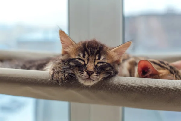Aranyos Faszén Bengáli Cica Macska Feküdt Macska Ablak Ágy Alszik — Stock Fotó