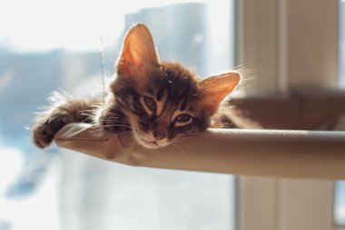 Tatlı kömür kömürü, kedi yavrusu, kedi yatağında uzanıyor ve uyuyor. Penceredeki kedi için güneşli koltuk.