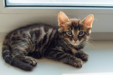 Tatlı kömür bengal kedisi pencere eşiğinde uzanıyor ve dinleniyor..