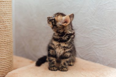 Bir kedinin evindeki yumuşak bir kedinin rafında oturan küçük sevimli kömür bengal kedi yavrusu..