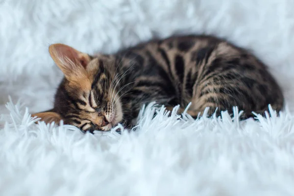 白地に小さな炭の優しい子猫が横たわっています スペースのコピー — ストック写真