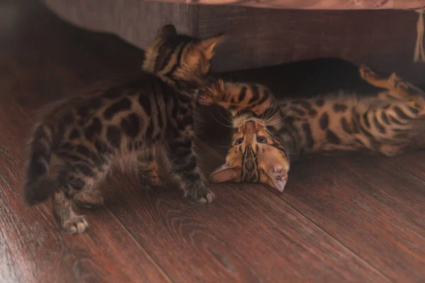 在家里地板上玩耍的可爱而好奇的木炭和金盆洗手猫 — 图库照片