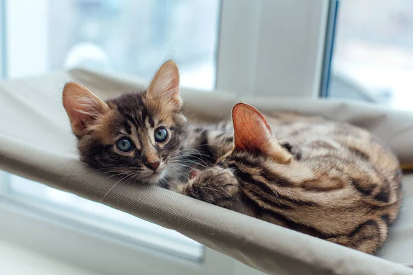 猫の窓ベッドにはかわいい紅型の子猫2匹の金とサンゴの色が横たわり リラックスしています 窓の猫のための日当たりの良い席 — ストック写真