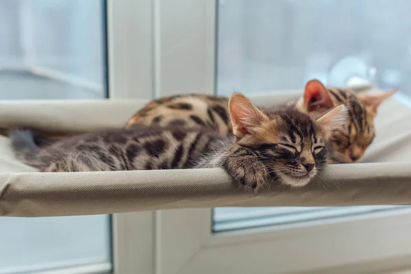 Dos Lindos Gatitos Bengala Oro Coro Color Tendido Cama Ventana — Foto de Stock