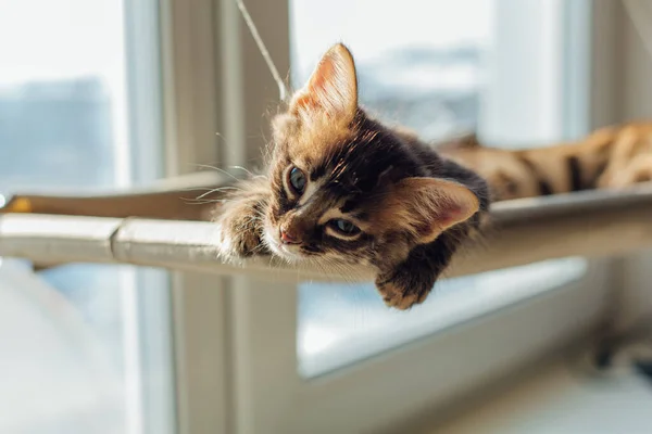 Cute Charcoal Bengal Kitty Cat Laying Cat Window Bed Sleeping — Stock Photo, Image