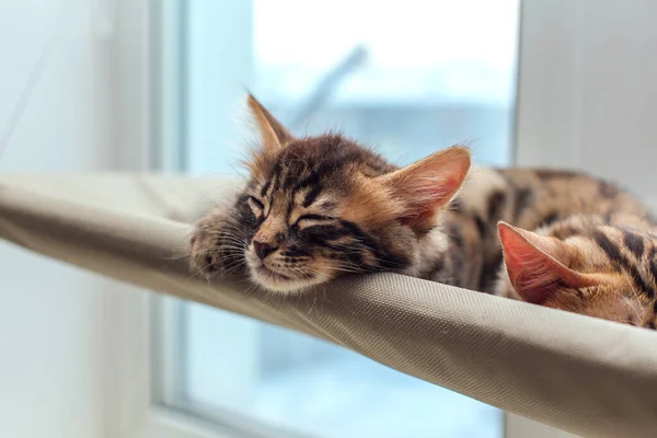 Lindo Gato Gato Bengala Carbón Tendido Cama Ventana Del Gato — Foto de Stock