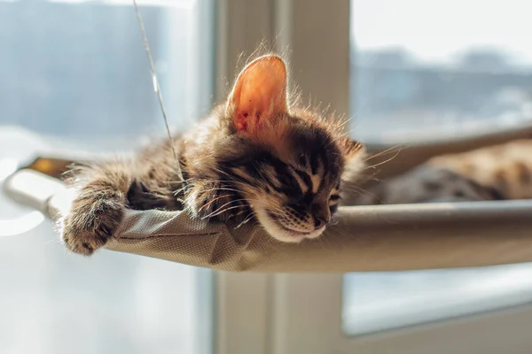 Lindo Gato Gato Bengala Carbón Tendido Cama Ventana Del Gato — Foto de Stock