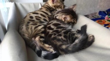 İki sevimli Bengal kedisi altın ve korokömür rengi kedilerin pencere yatağında yatar ve uyur..