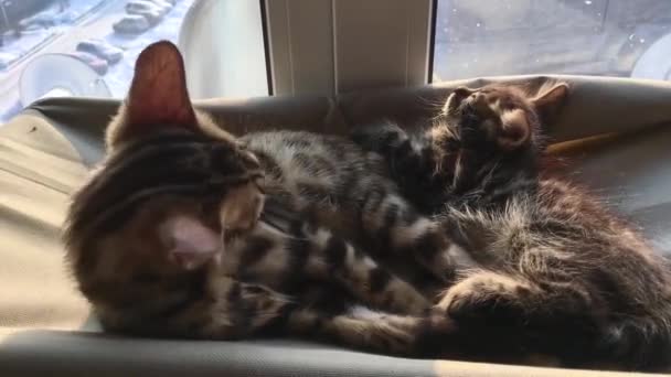 Χαριτωμένο γατάκι γατάκι ξαπλωμένο στο κρεβάτι παράθυρο γάτες γλείφεται μόνο του. — Αρχείο Βίντεο