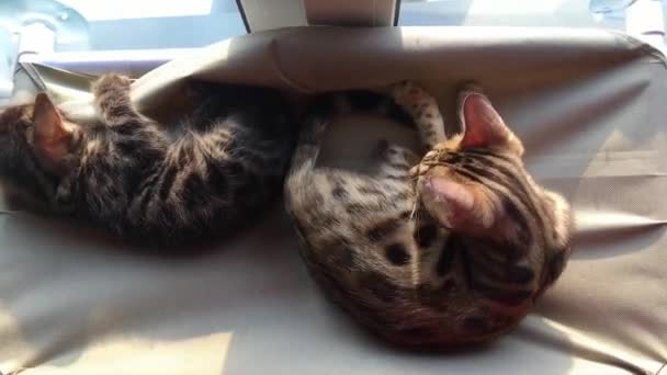 Two cute bengal kittens gold and chorocoal color laying on the cats window bed playing and fighting. — Stock Video
