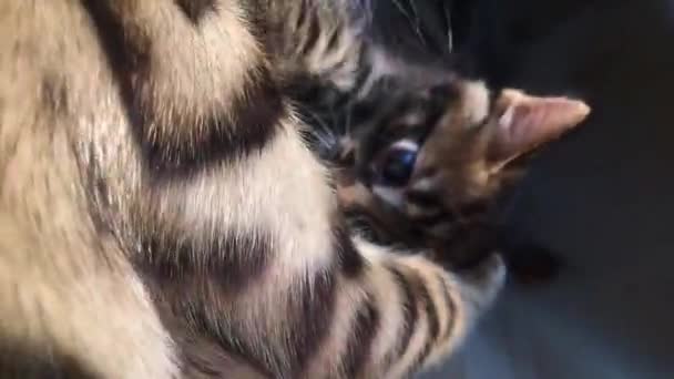 Twee schattige bengaalse kittens goud en chorocoal kleur leggen op de katten venster bed spelen en vechten. — Stockvideo