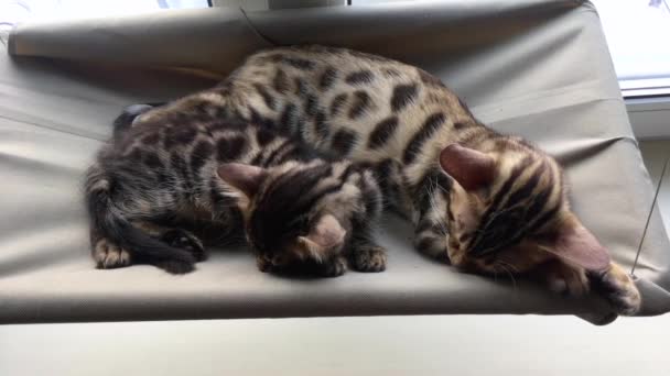 Zwei niedliche Bengalkätzchen gold und chorocoal Farbe legen sich auf das Katzenfenster Bett und schlafen. — Stockvideo