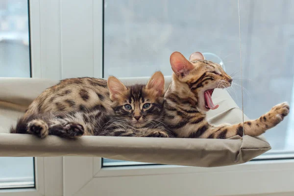 两只可爱的斑纹猫咪躺在猫的窗台上打呵欠 金黄色和煤色交织在一起 窗户上给猫坐的阳光座椅 — 图库照片