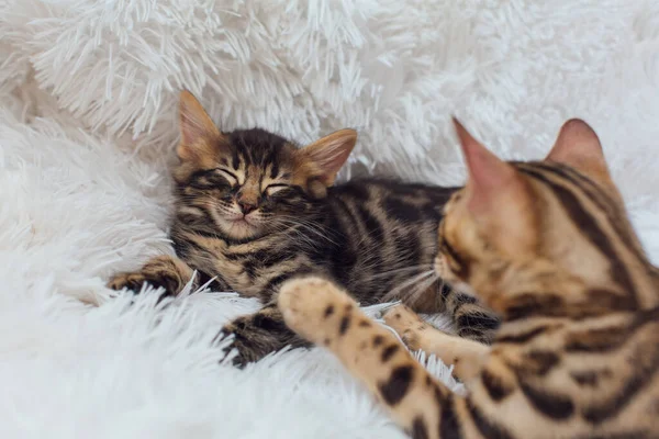 Kleine Houtskool Gouden Bengaalse Kittens Witte Achtergrond Kopieerruimte — Stockfoto