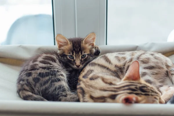 Two Cute Bengal Kittens Gold Chorocoal Color Laying Cat Window — Stock Photo, Image