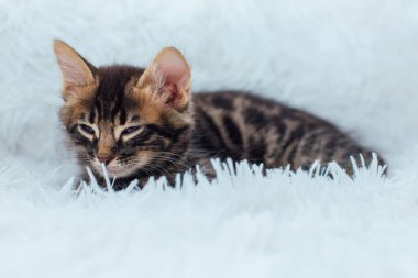 Beyaz arka planda yatan küçük kömür bükücü kedicik. Boşluğu kopyala.