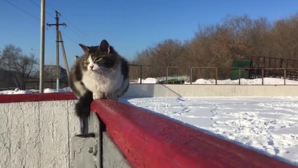 Dakloze kat zittend op ijsbaan hek — Stockvideo